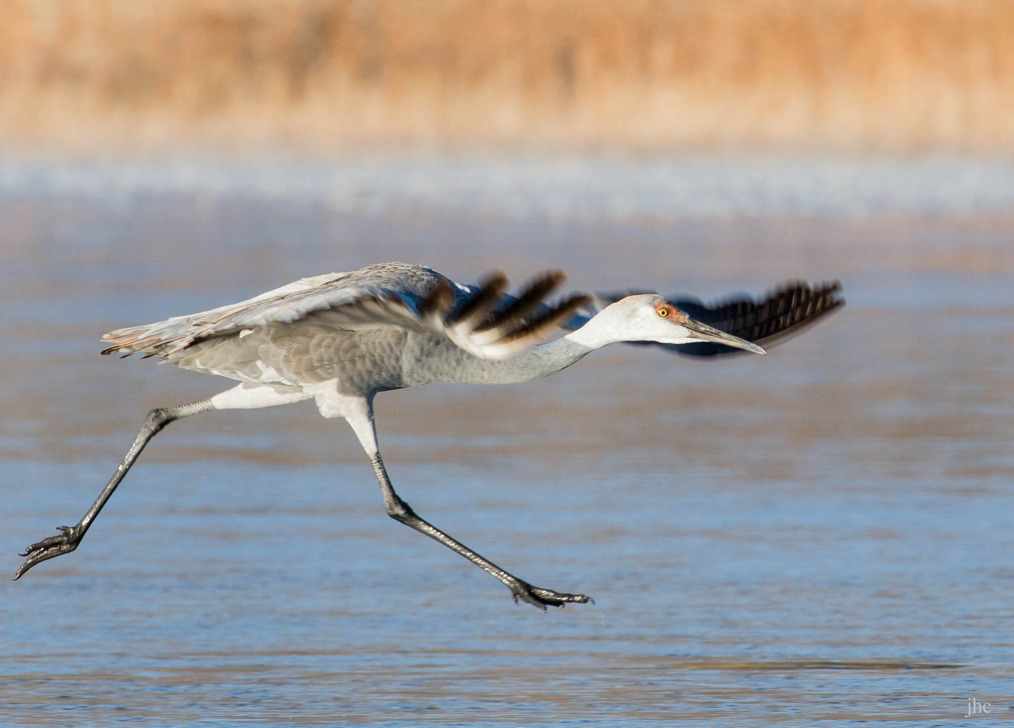 Juvenile Sandhill Crane taking off from morning ice