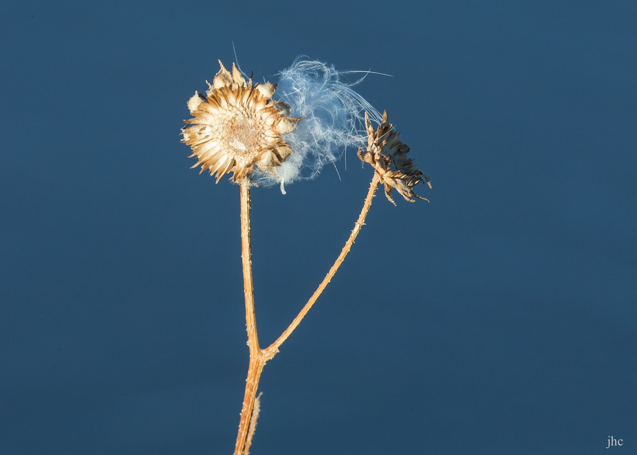 image of Snow Goose down and Western Sunflower seedheads