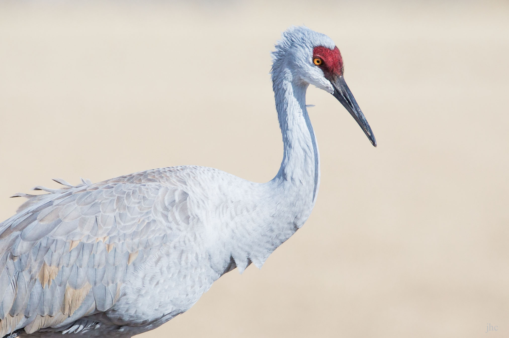Sandhill Crane in wind, Bosque del Apache National Wildlife Refuge, San Antonio, NM, January 24, 2014