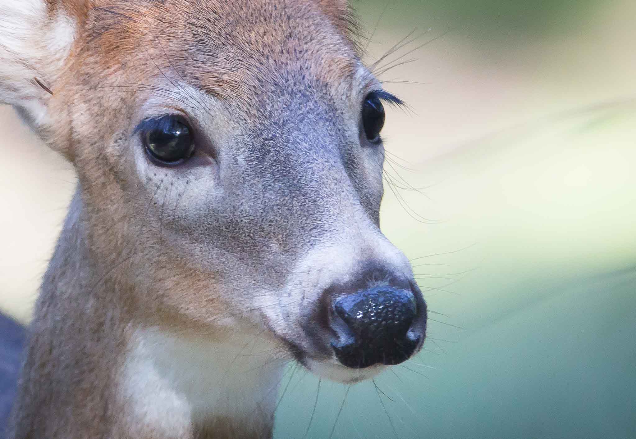 Portrait of an Adolescent White-tailed Buck, Salt Plains National Wildlife Refuge, Jet OK