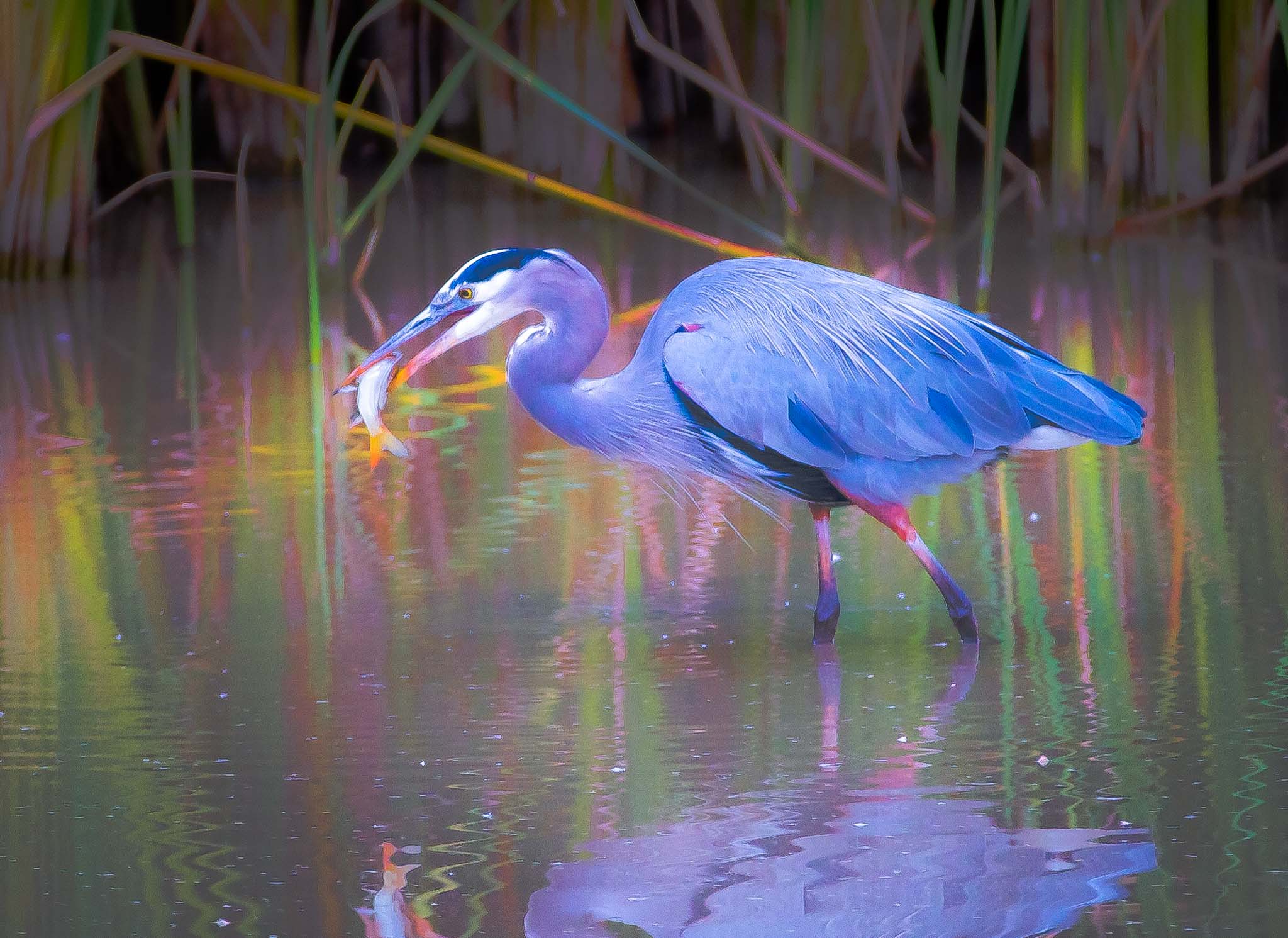 Great Blue Heron with a fish at the Bosque, October 27, 2014
