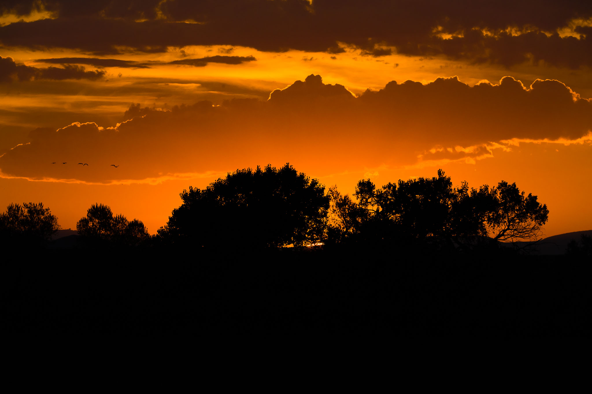 Sunrise, Bosque del Apache National Wildlife Refuge, San Antonio NM, November 1, 2014