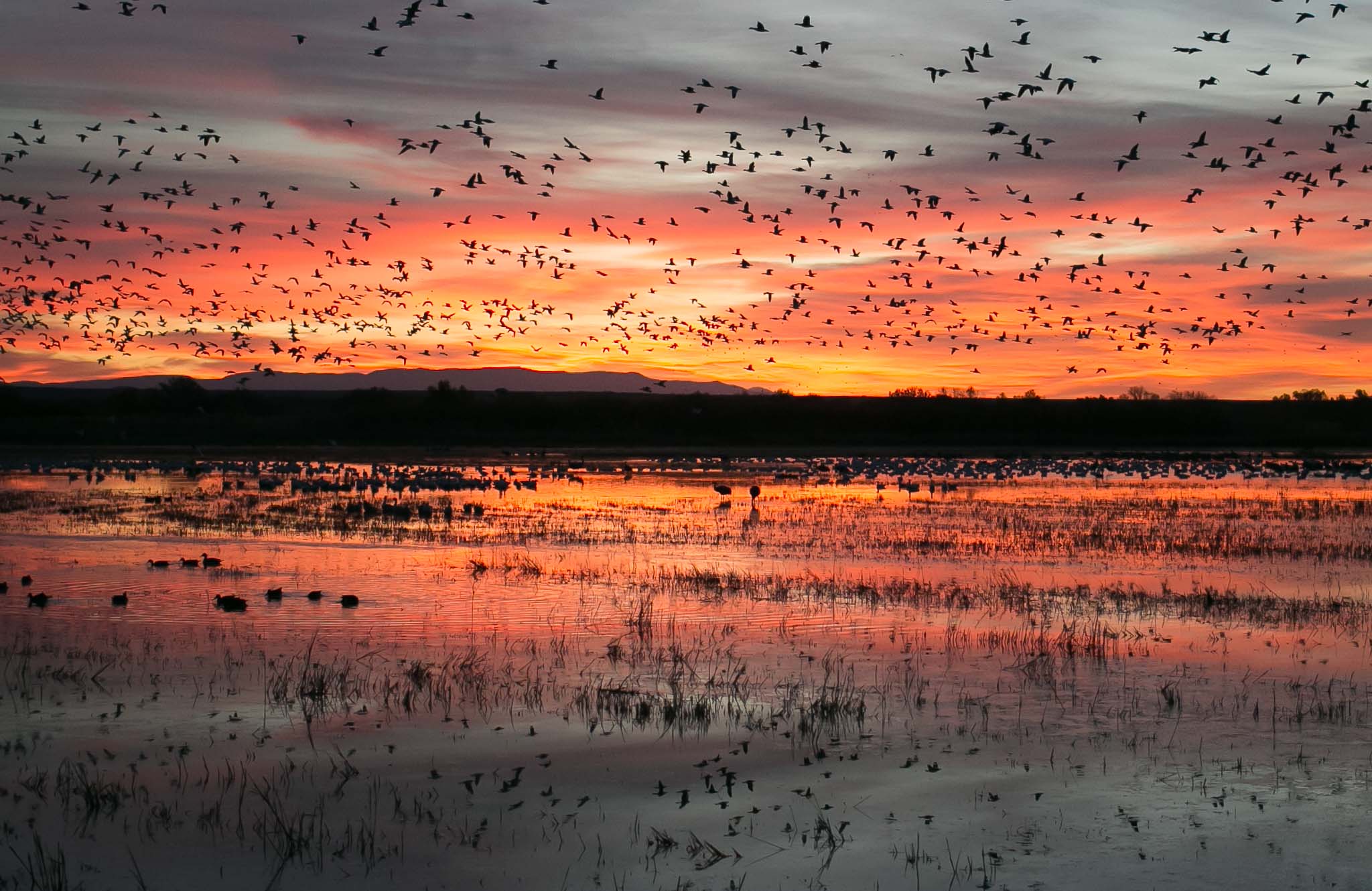 Sandhill Cranes and Snow Geese at sunrise at Bosque del Apache National Wildlife Refuge, San Antonio NM, November 11, 2014