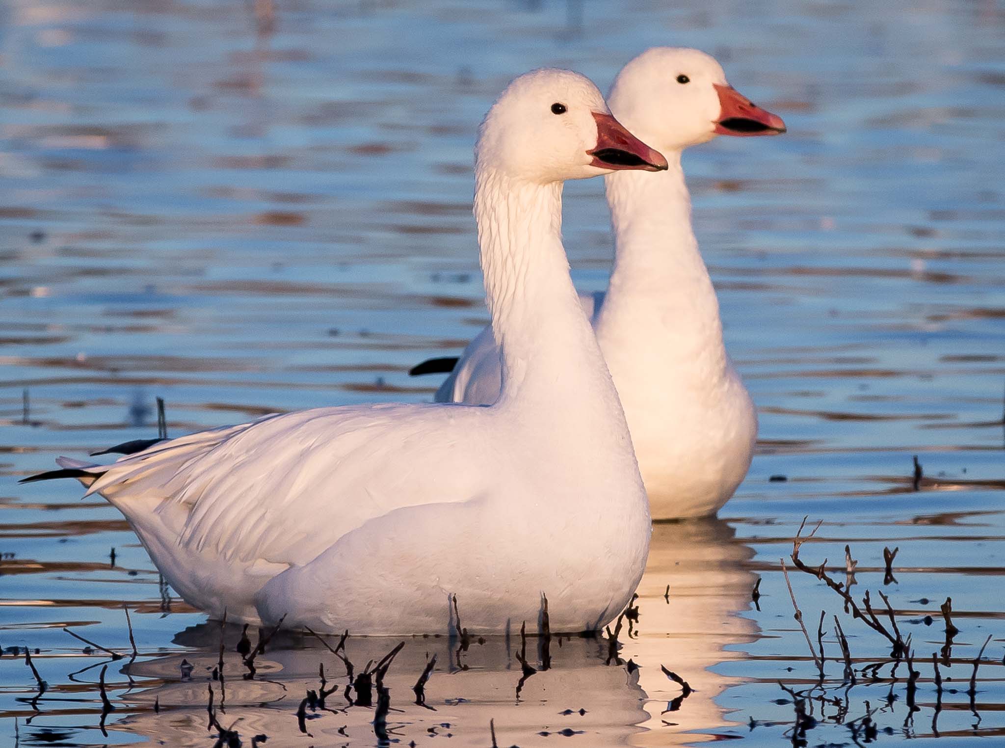 Snow Goose at sunrise, Bosque del Apache National Wildlife Refuge, San Antonio NM, November 20, 2014