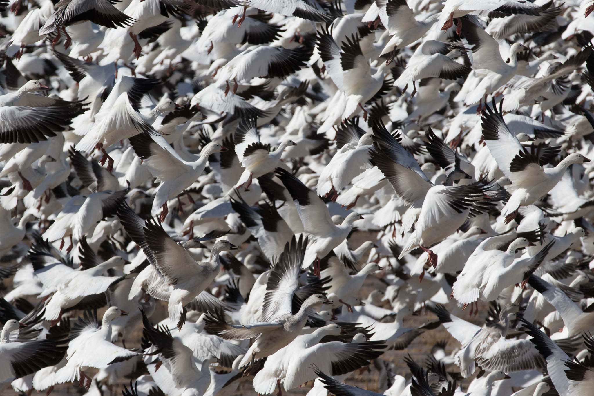 Snow Geese Taking Off, Bosque del Apache National Wildlife Refuge, San Antonio NM, November 23, 2014