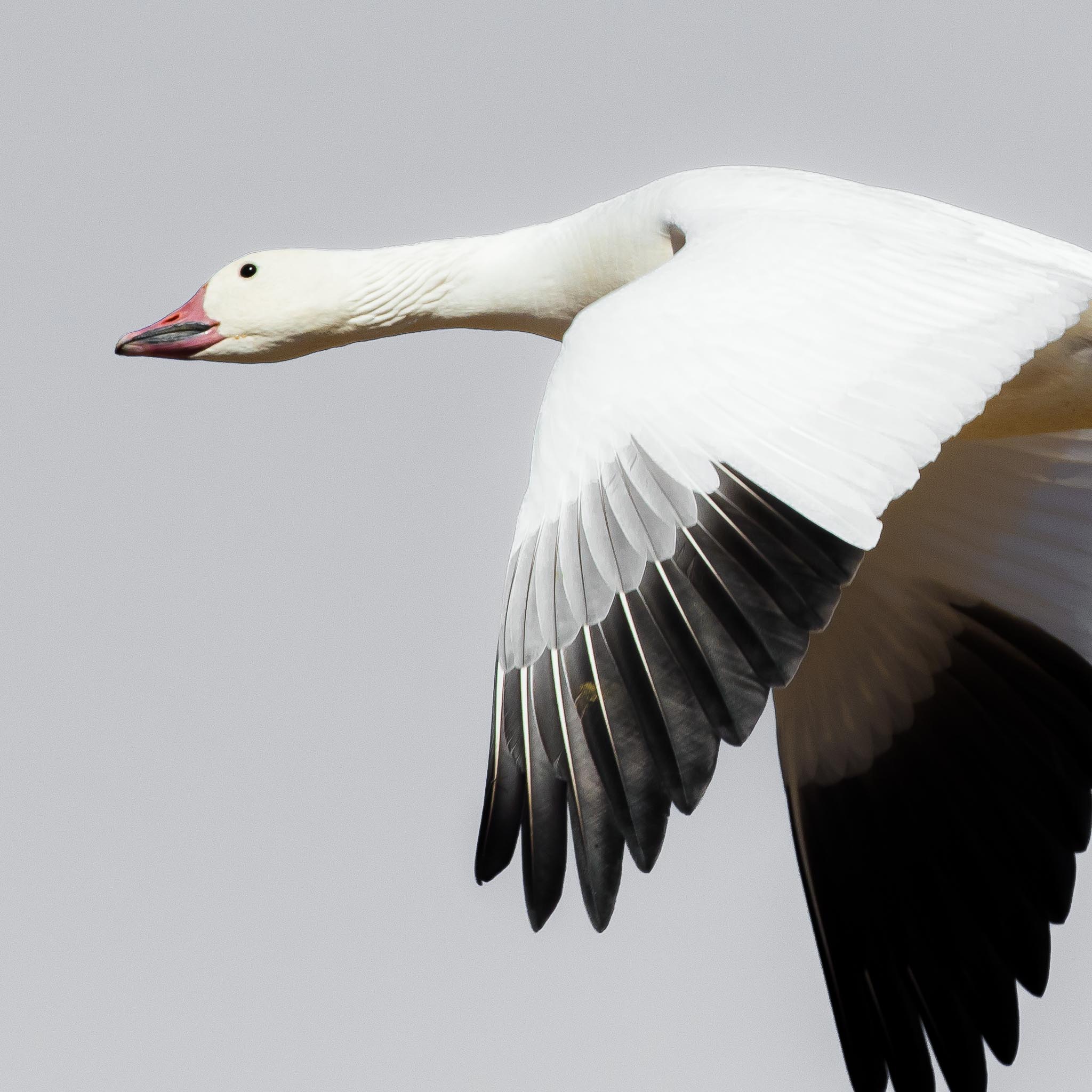 Snow Goose flying, Bosque del Apache National Wildlife Refuge, San Antonio NM, November 23, 2014