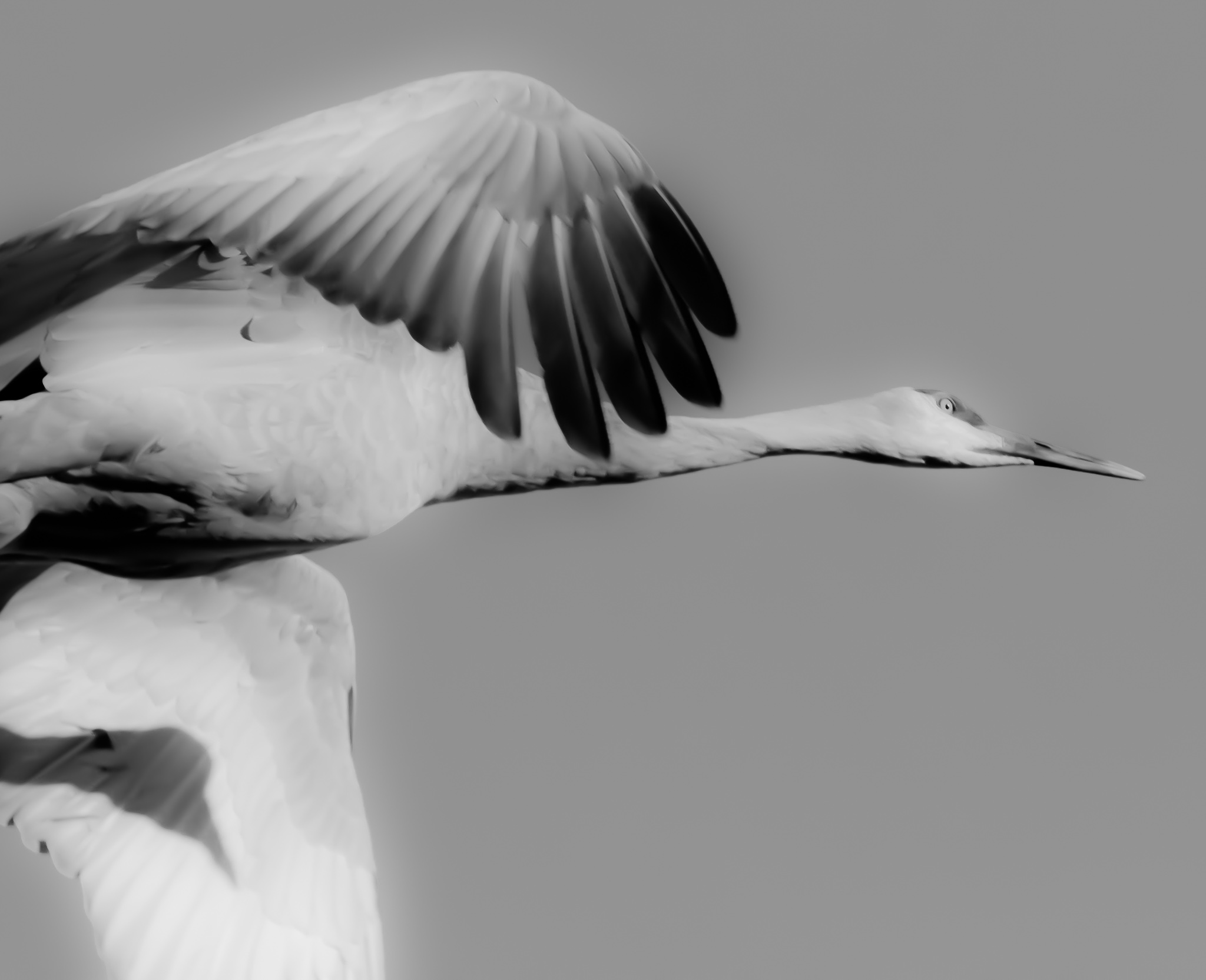Sandhill Crane Flying, Bosque del Apache National Wildlife Refuge, San Antonio NM, November 28, 2014