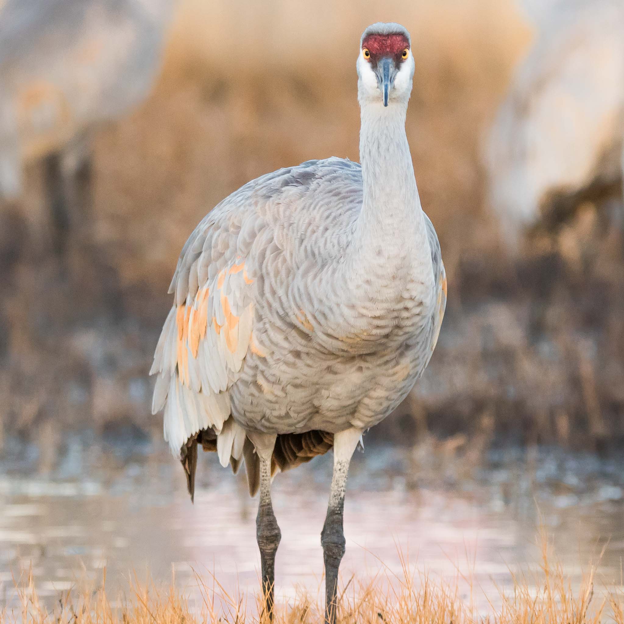 Sandhill Crane looking at camera, Bosque del Apache National Wildlife Refuge, San Antonio NM, December 11, 2014