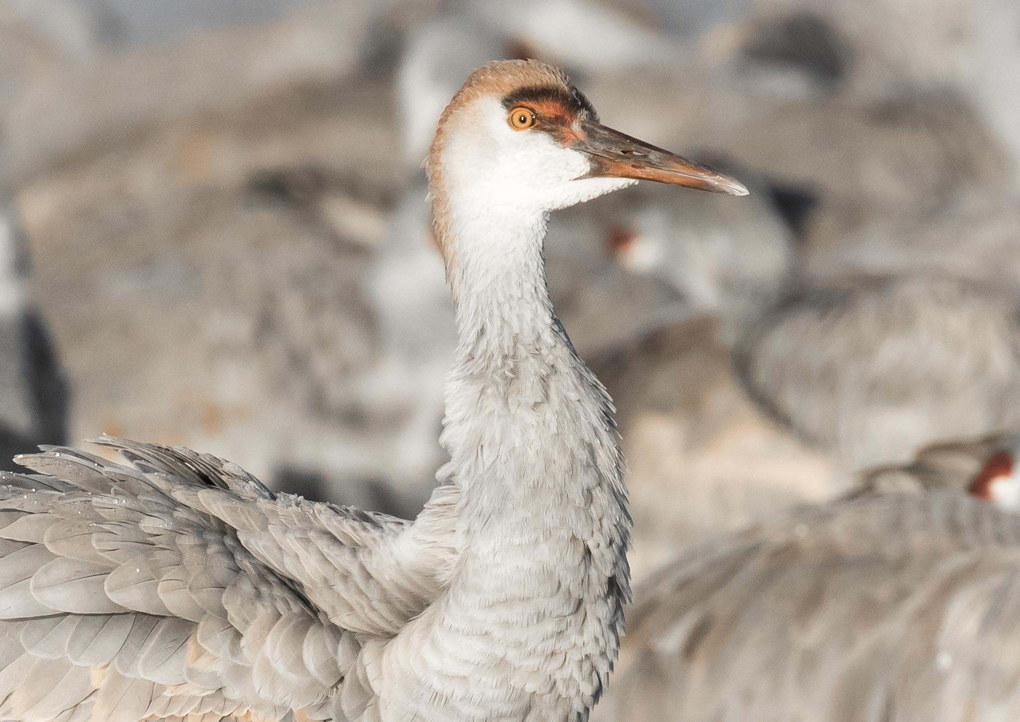 Juvenile Sandhill Crane portrait, Bosque del Apache National Wildlife Refuge, San Antonio NM, December 15, 2014