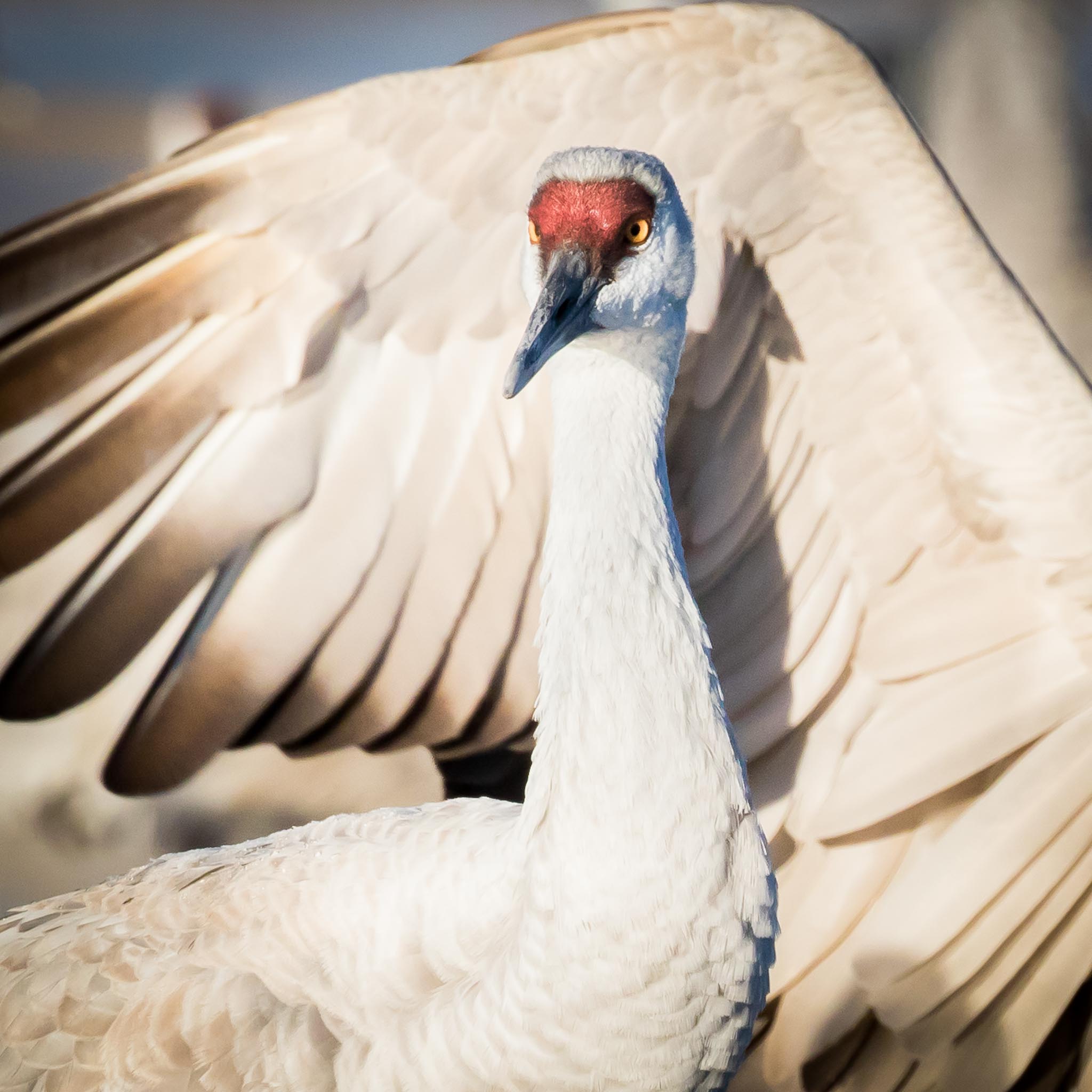 Sandhill Crane portrait, Bosque del Apache National Wildlife Refuge, San Antonio NM, December 15, 2014