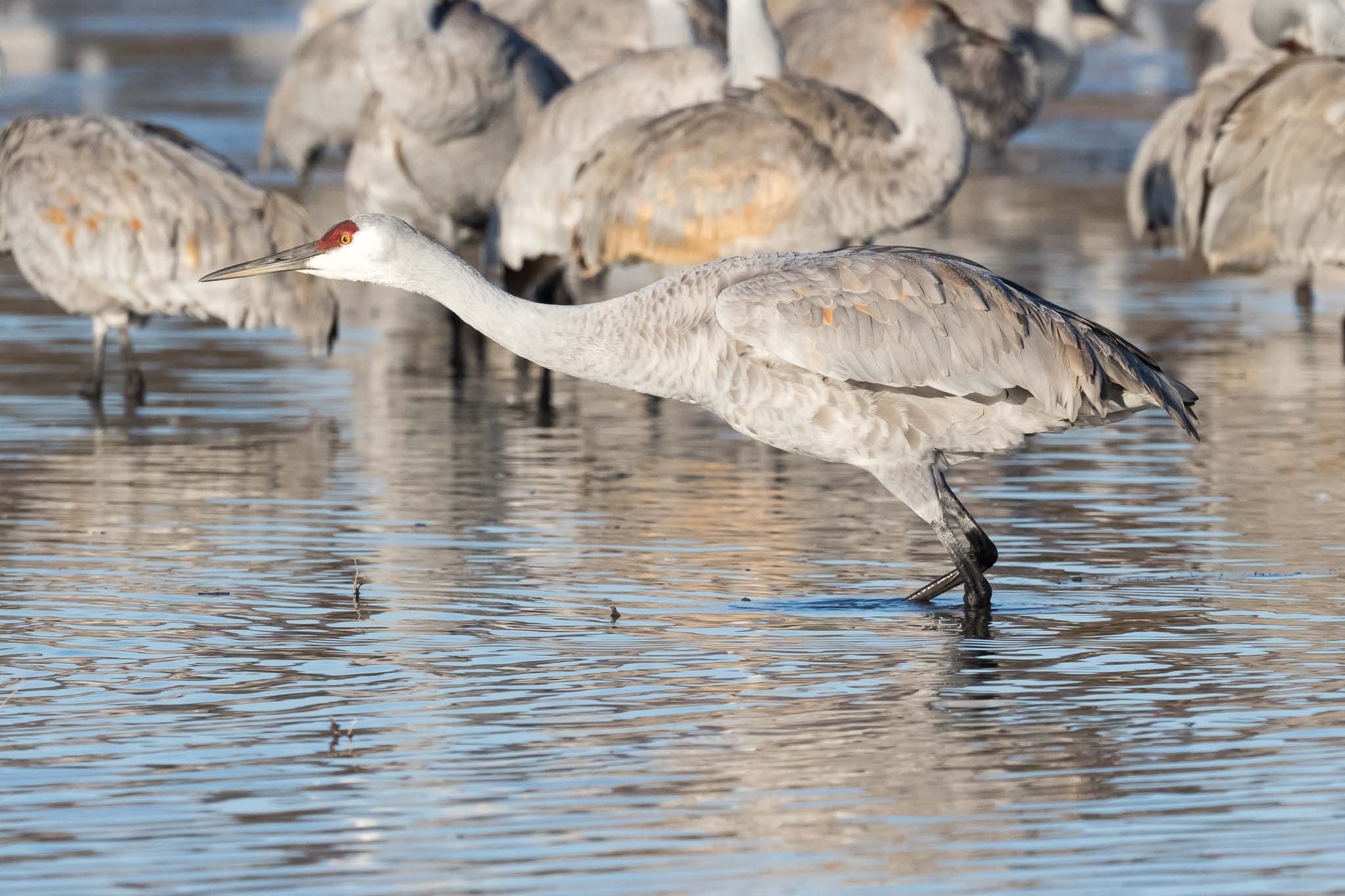 Sandhill Crane ready to fly, Bosque del Apache National Wildlife Refuge, San Antonio NM, December 15, 2014