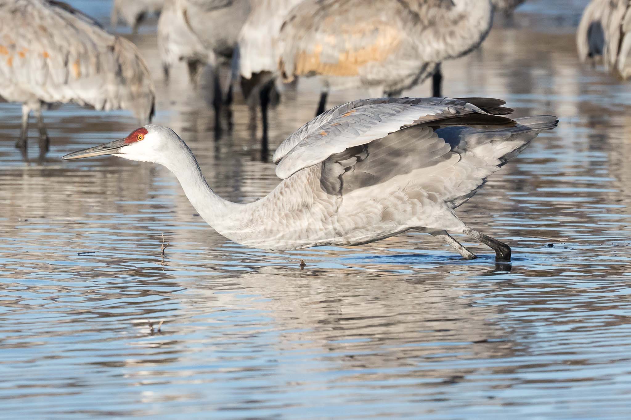 Sandhill Crane set to fly, Bosque del Apache National Wildlife Refuge, San Antonio NM, December 15, 2014