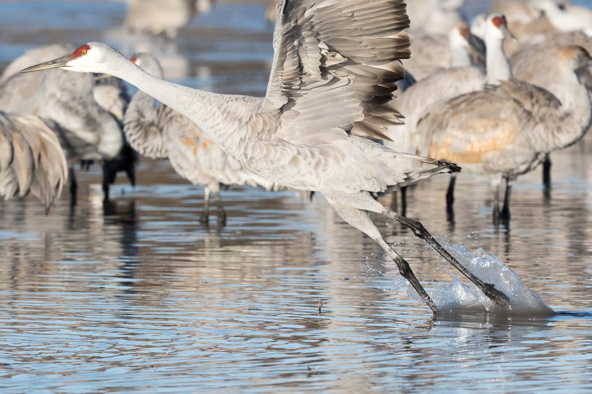 Sandhill Crane taking off, Bosque del Apache National Wildlife Refuge, San Antonio NM, December 15, 2014