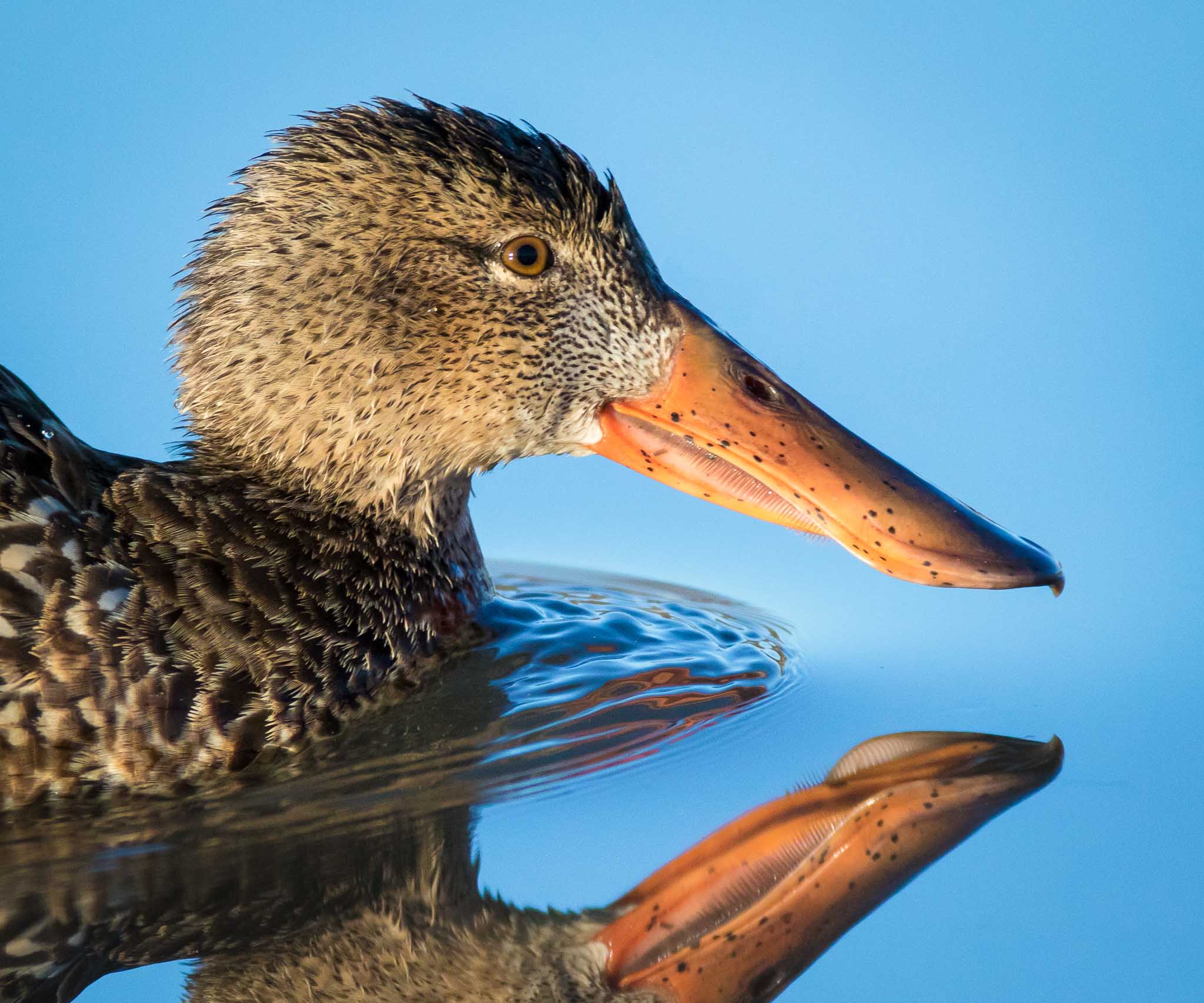 Northern Shoveler, Adult Female, Portrait, Bosque del Apache National Wildlife Refuge, San Antonio NM, December 18, 2014