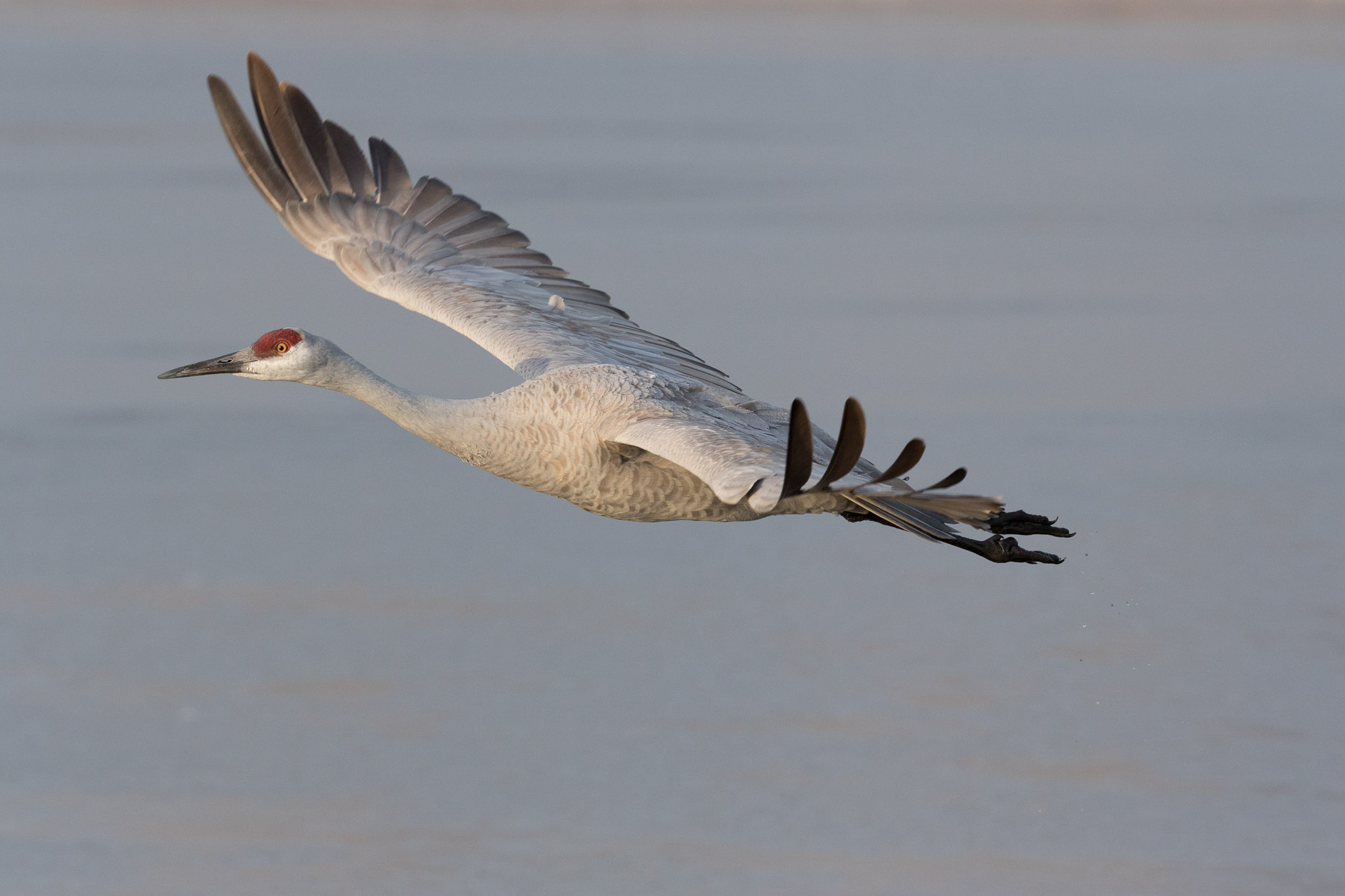 Sandhill Crane flying over ice at the pond,, Bosque del Apache National Wildlife Refuge, San Antonio NM, December 20, 2014