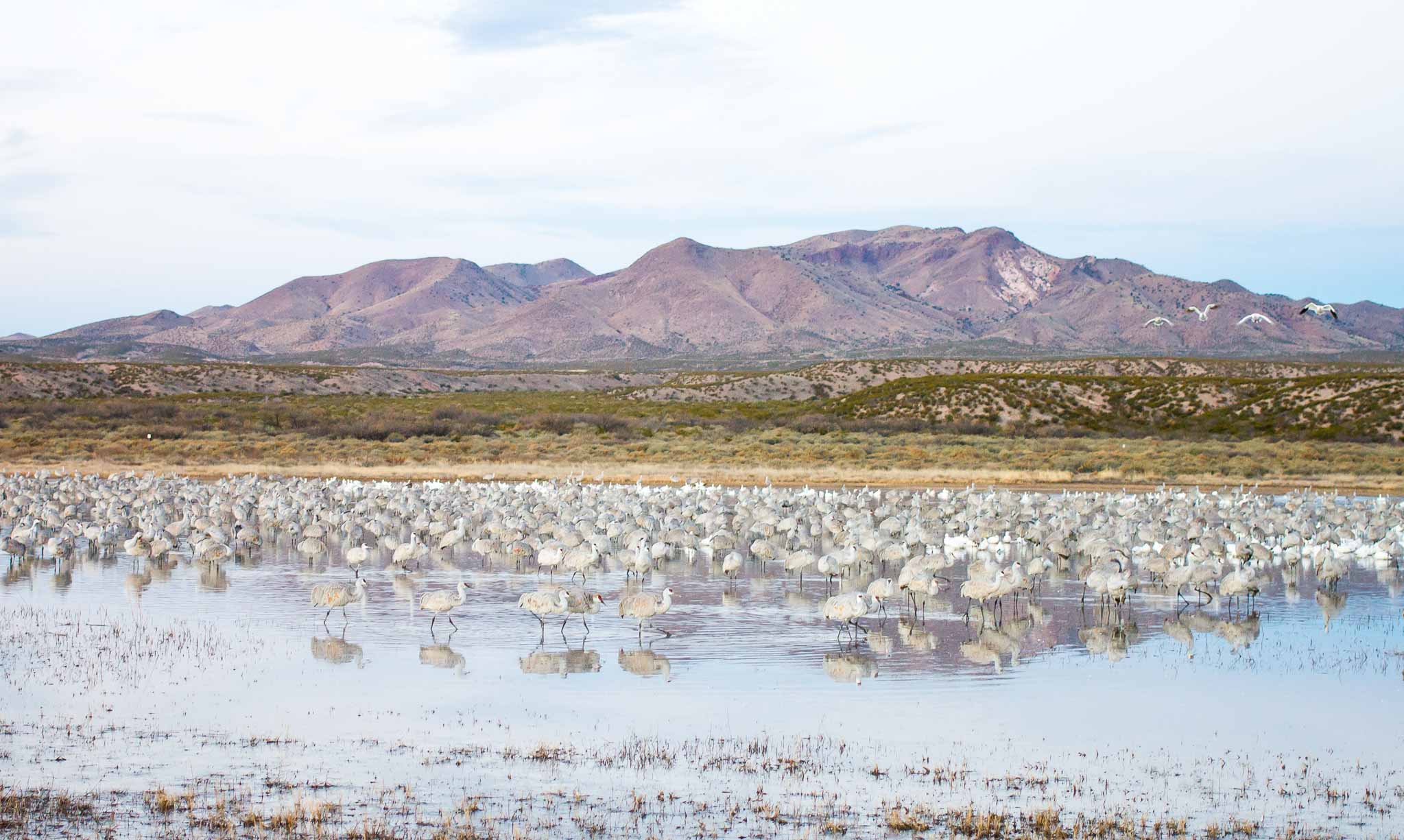 Birds at the Pond, Bosque del Apache National Wildlife Refuge, San Antonio NM, December 22, 2014