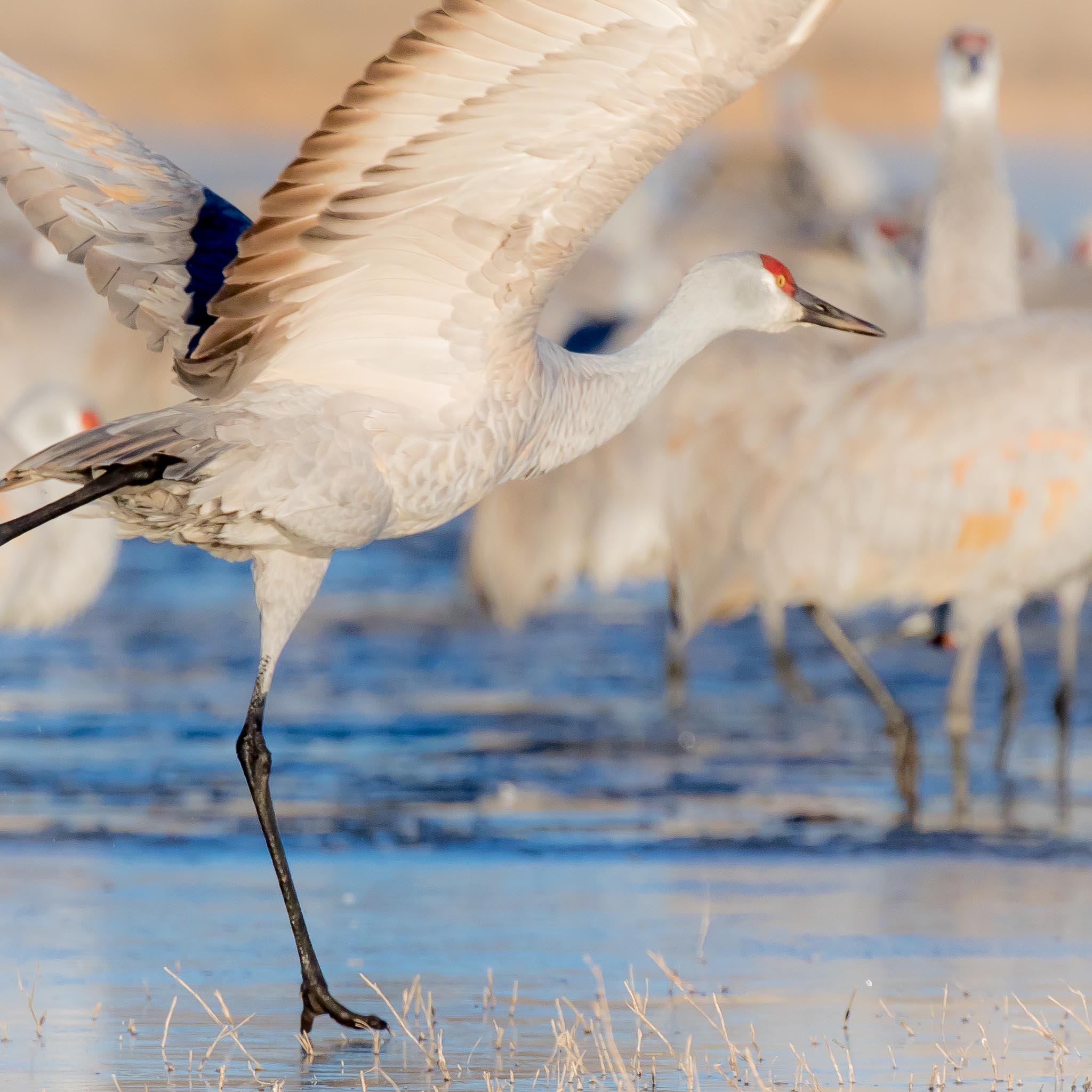 Sandhill Crane Dancing on Ice, Bosque del Apache National Wildlife Refuge, San Antonio NM, December 24, 2014
