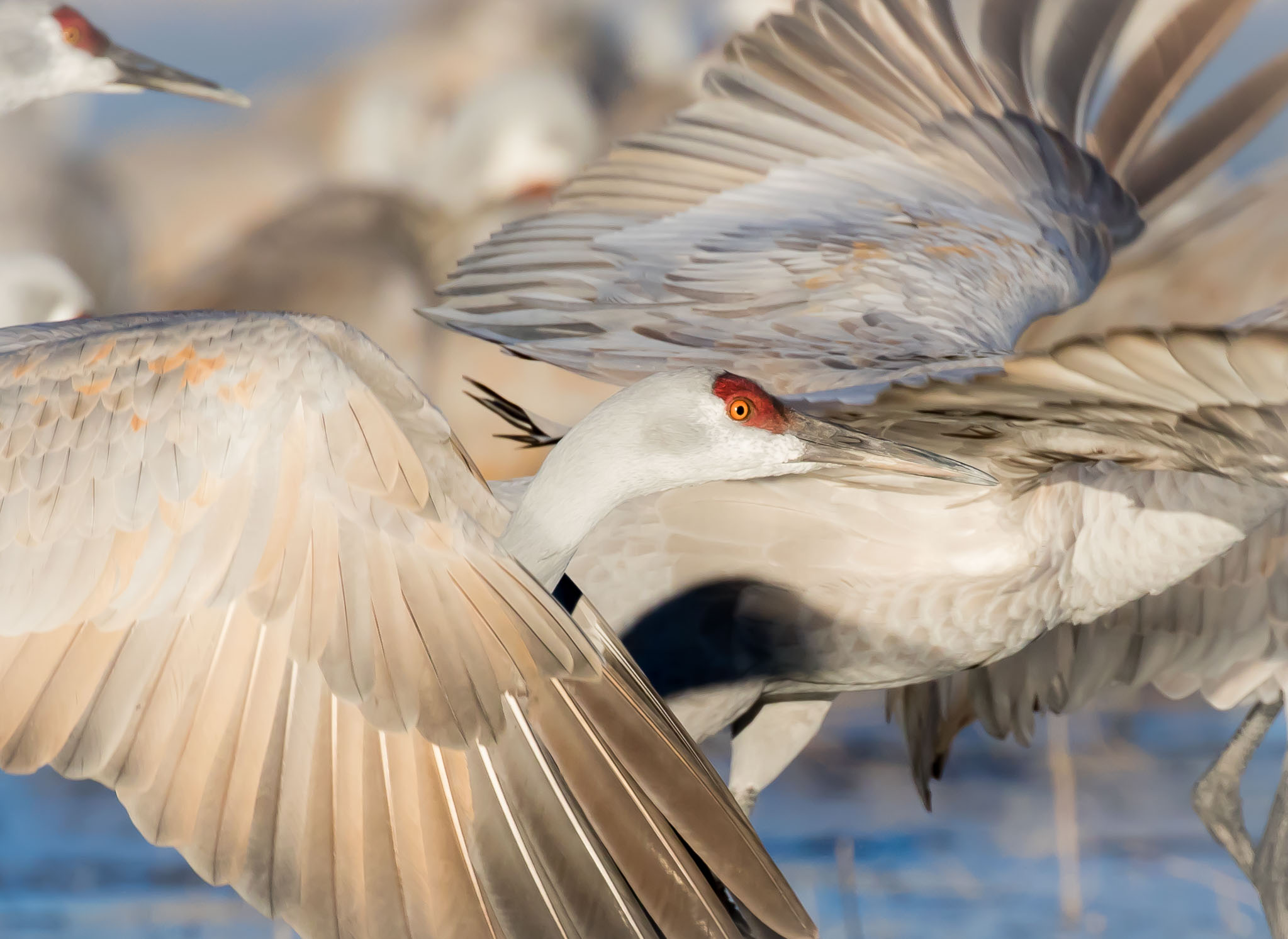 Sandhill Crane leaving the roost, Bosque del Apache National Wildlife Refuge, San Antonio NM, December 24, 2014