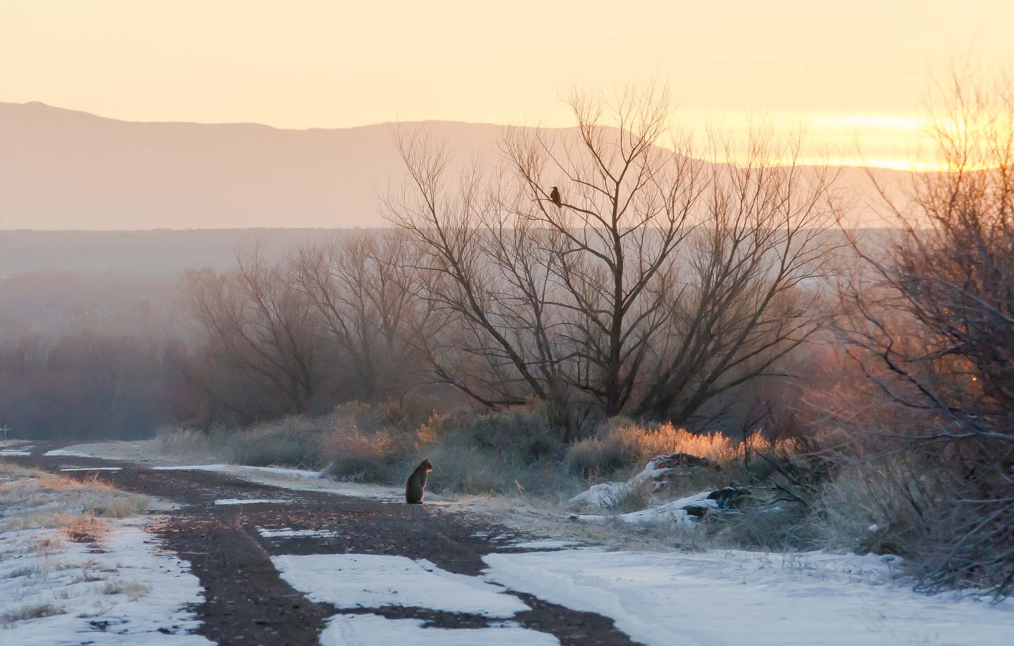 Bobcat, Bosque del Apache National Wildlife Refuge, San Antonio NM, January 6, 2015