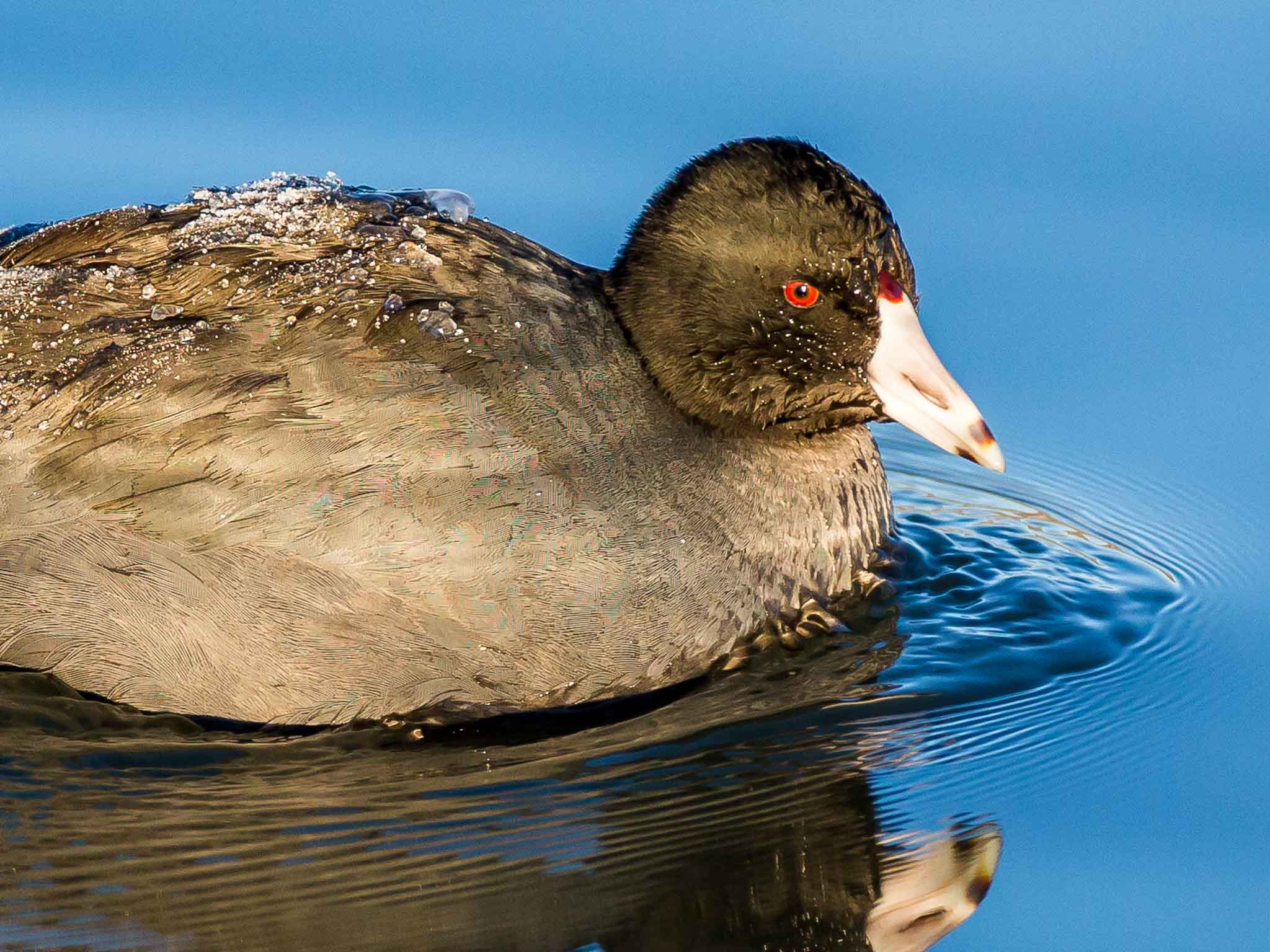 American Coot, Bosque del Apache National Wildlife Refuge, San Antonio NM, January 17, 2015