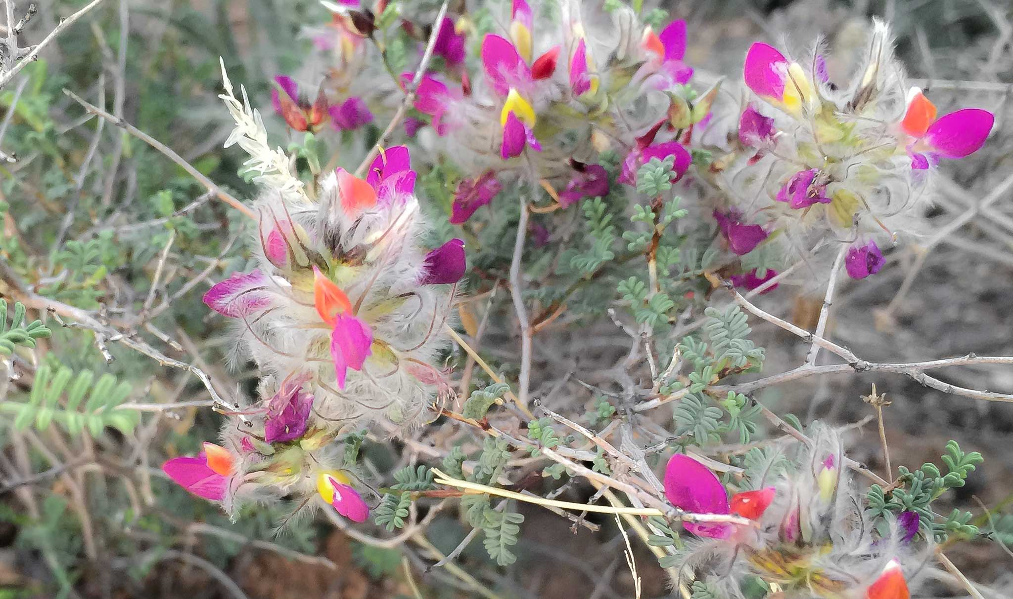 Unidentified small purple wildflower, Columbus NM, March 29, 2015