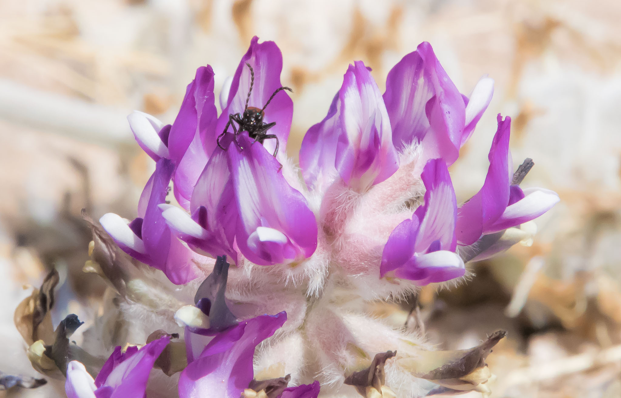 Crescent Milkvetch with bug, City of Rocks State Park, Faywood NM, March 31, 2015