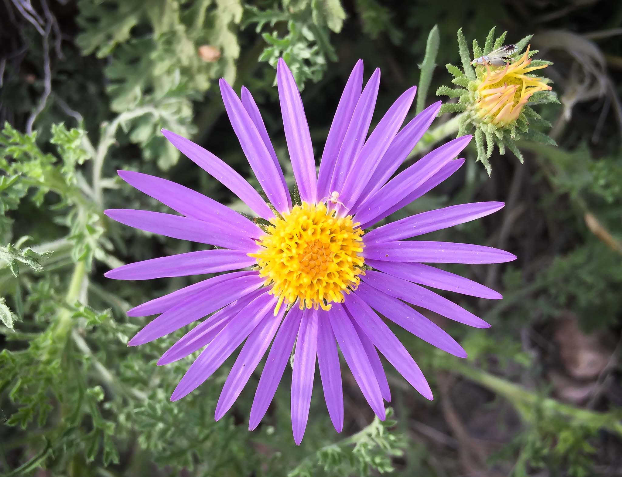 Tahoka Daisy with bugs, City of Rocks State Park, Faywood NM, April 3, 2015