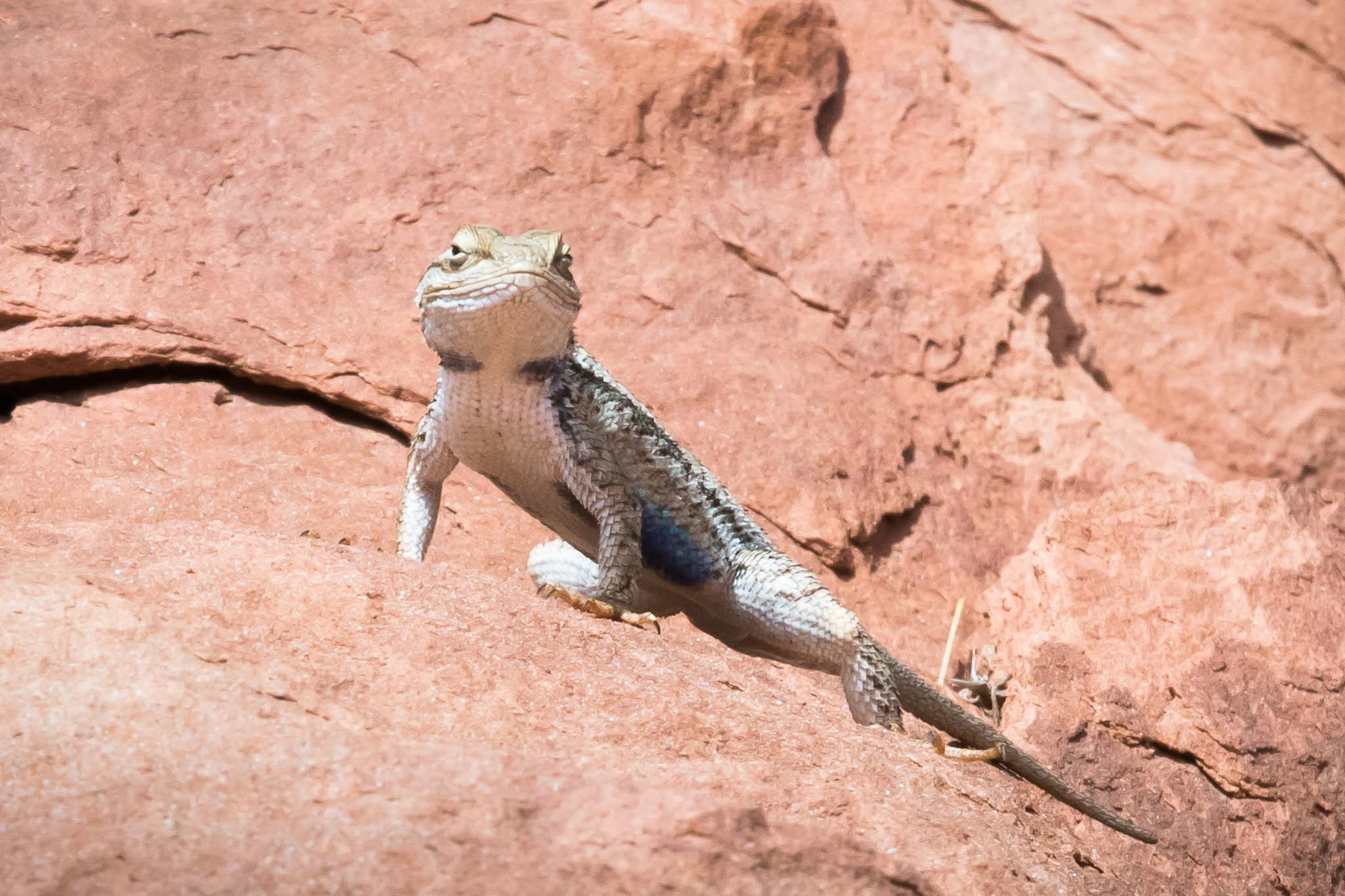 Common sagebrush lizard on rock, Lockhard Basin road, Monticello UT, October 8, 2015