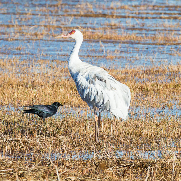 Leucistic Sandhill Crane with crow, Bosque del Apache National Wildlife Refuge, San Antonio NM, October 31, 2015