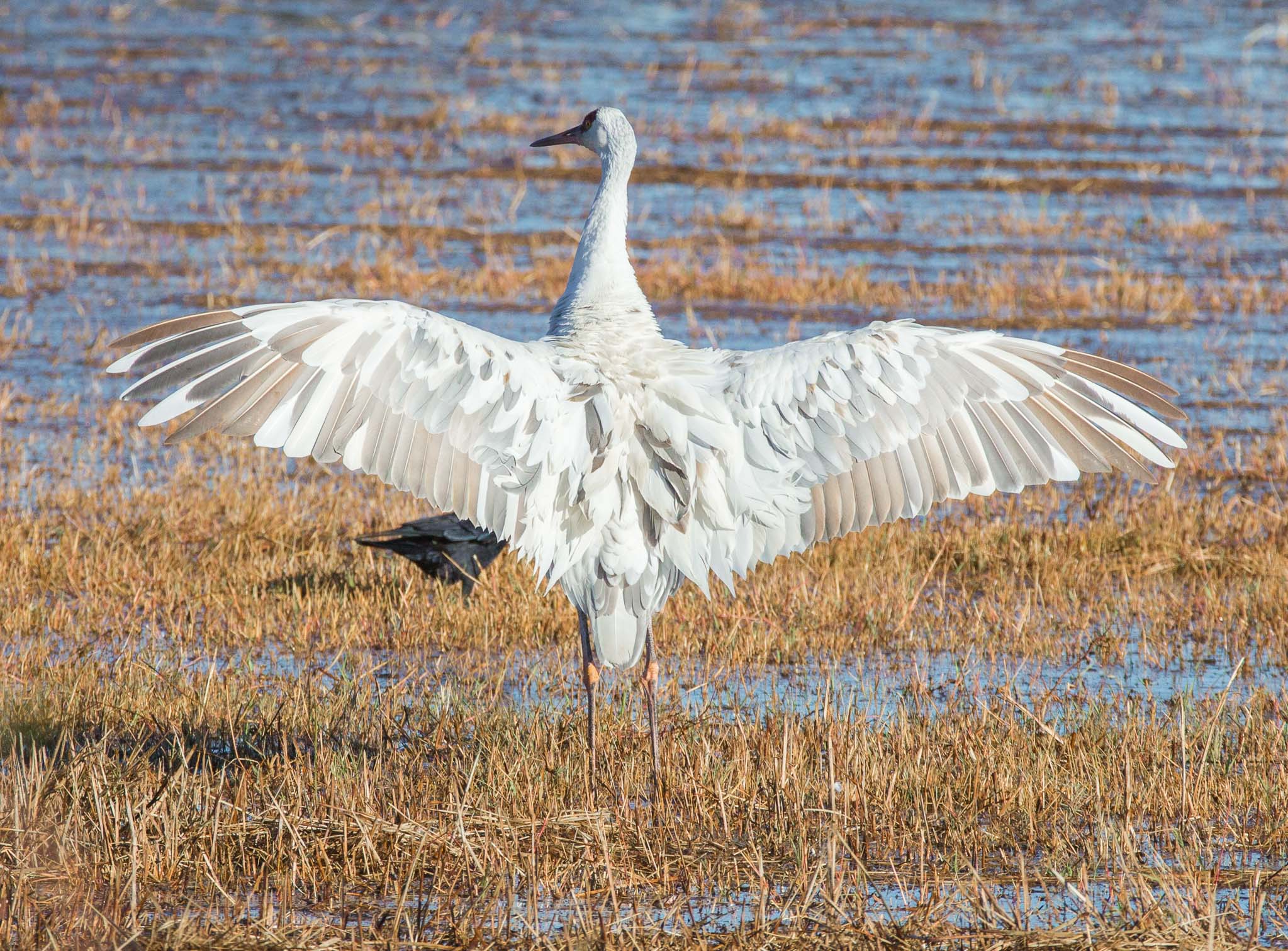 Leucistic Sandhill Crane stretching its wings, Bosque del Apache National Wildlife Refuge, San Antonio NM, October 31, 2015