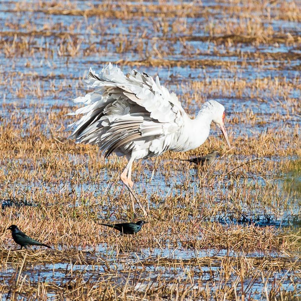 Leucistic Sandhill Crane fluffing its feathers, Bosque del Apache National Wildlife Refuge, San Antonio NM, October 31, 2015
