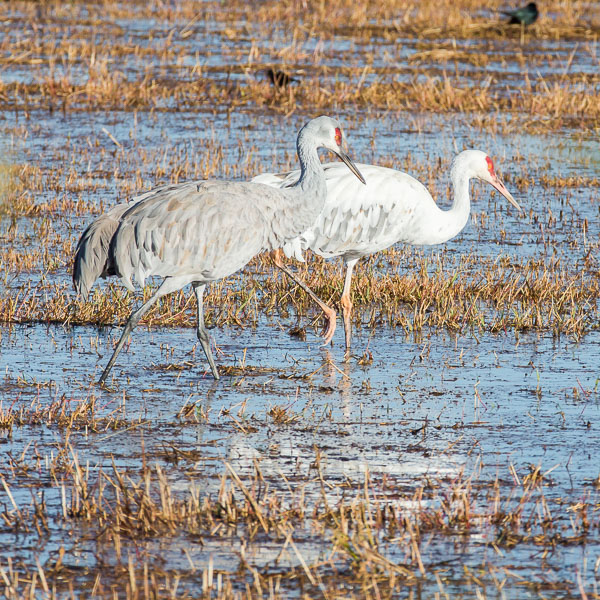 Leucistic Sandhill Crane walking with its mate, Bosque del Apache National Wildlife Refuge, San Antonio NM, October 31, 2015