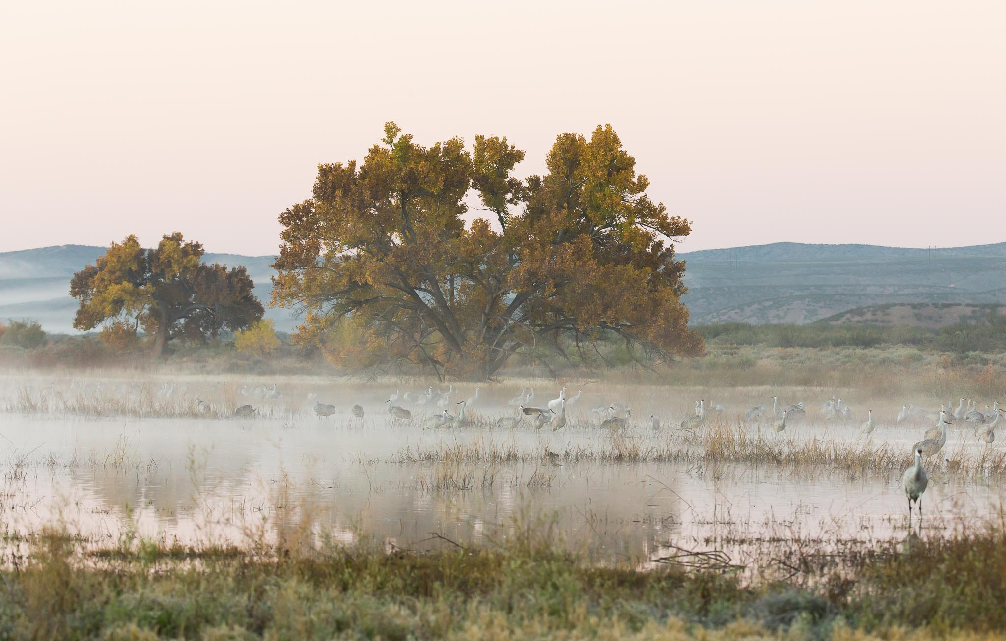 Sandhill Cranes in the mist at Bosque del Apache National Wildlife Refuge, San Antonio NM, November 9, 2015