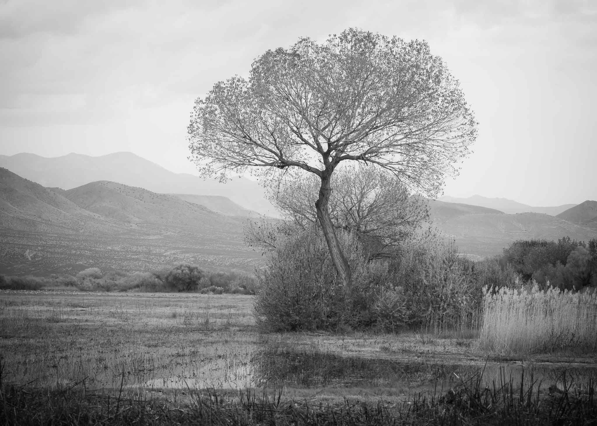 Tree at Bosque del Apache National Wildlife Refuge, San Antonio NM, November 15, 2015