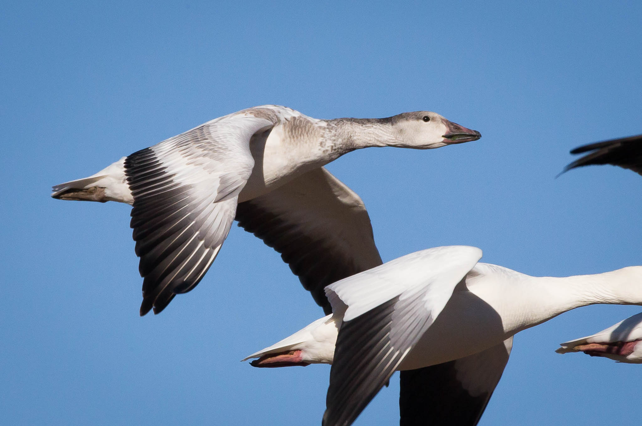 Juvenile white morph snow goose in flight at Bosque del Apache National Wildlife Refuge, San Antonio NM, November 19, 2015