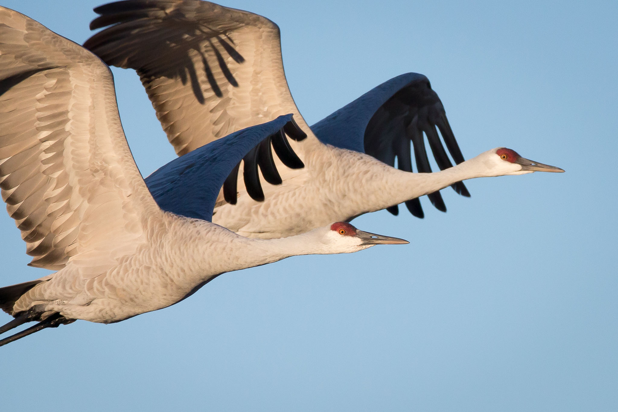 A pair of sandhill cranes in flight at Bosque del Apache National Wildlife Refuge, San Antonio NM, November 22, 2015