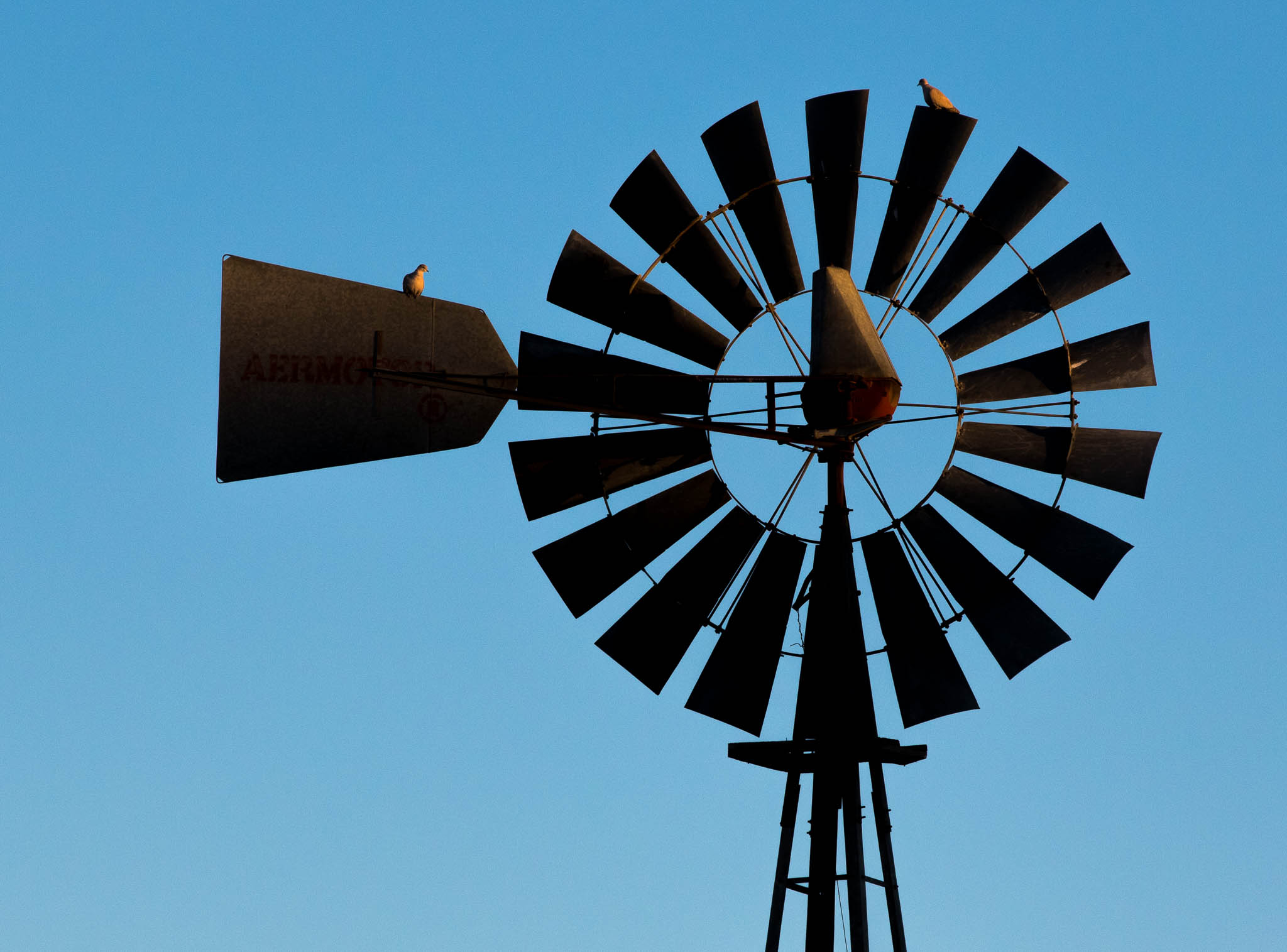 Eurasian Collared Doves on Aermotor Windmill at Sunrise, City of Rocks State Park, Faywood NM, February 12, 2016