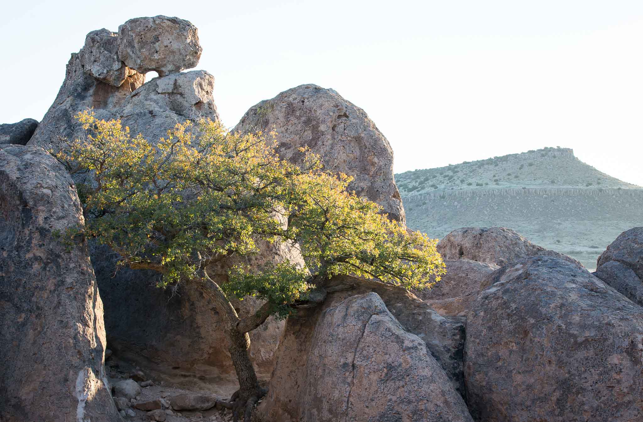 Rocks at Sunrise, City of Rocks State Park, Faywood NM, March 17, 2016