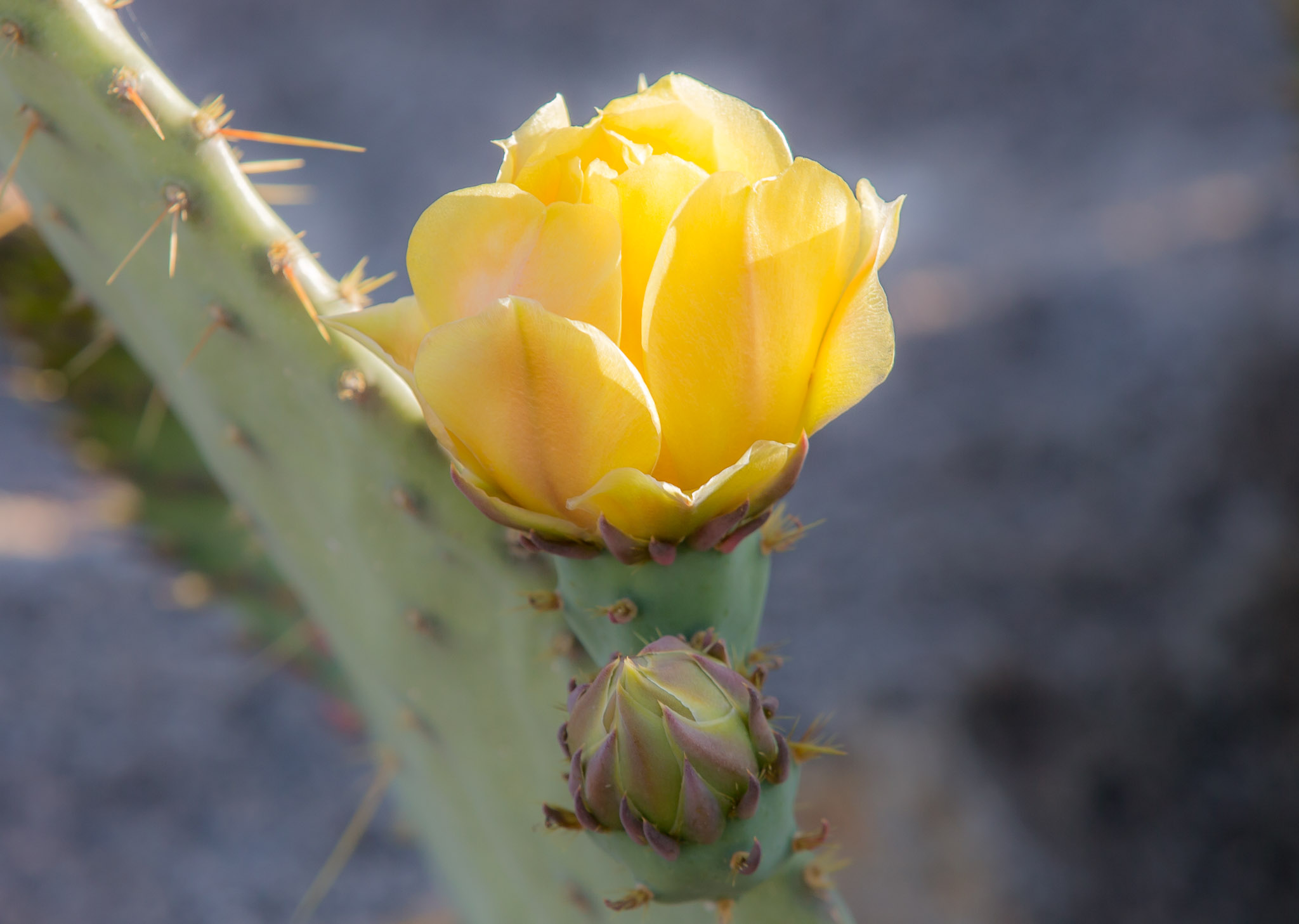 Cactus blossom and bud, Pancho Villa State Park, Columbus NM, April 27, 2016