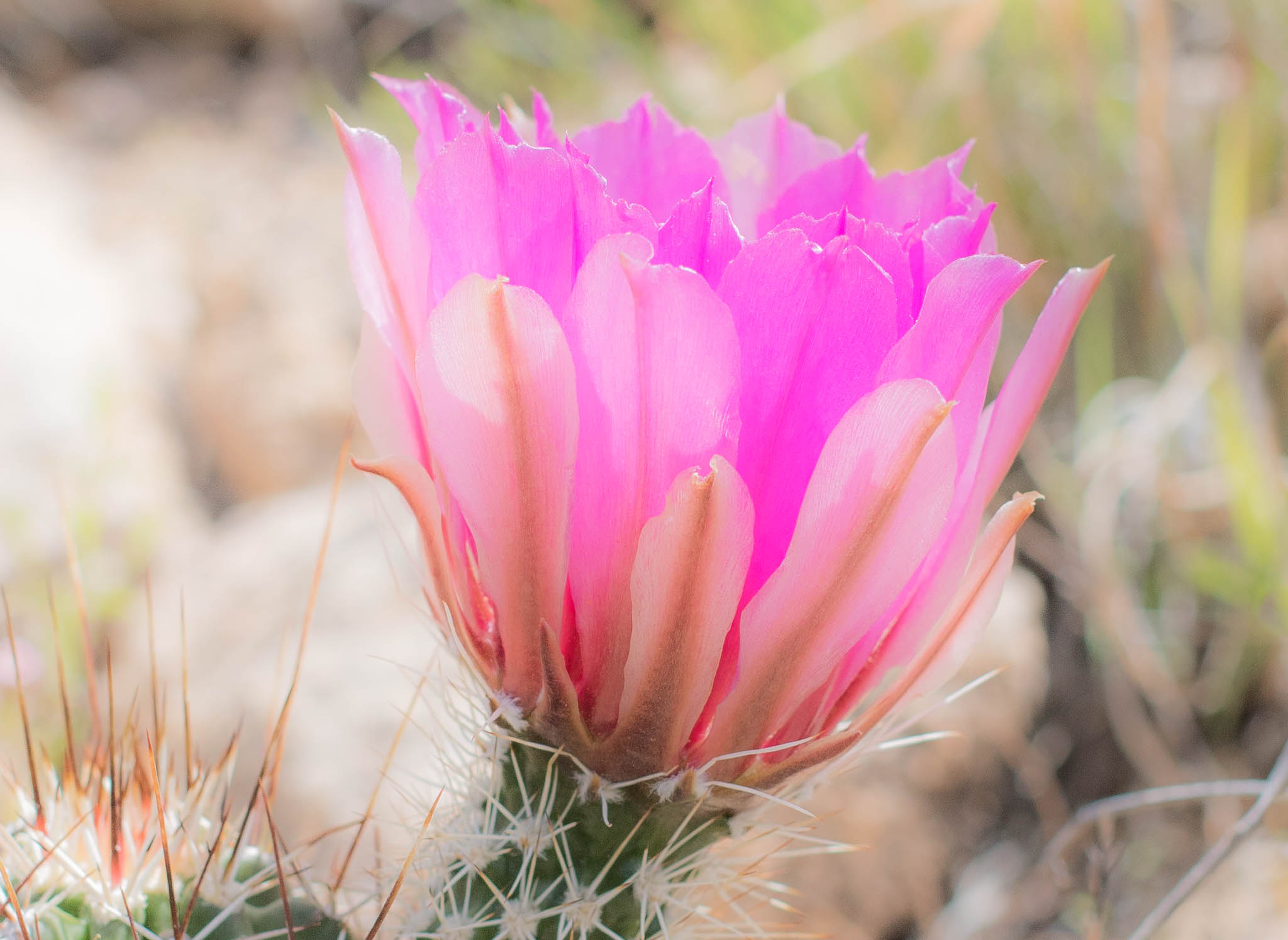 Fendler's Hedgehog Cactus blossom, City of Rocks State Park, Faywood NM, April 29, 2016