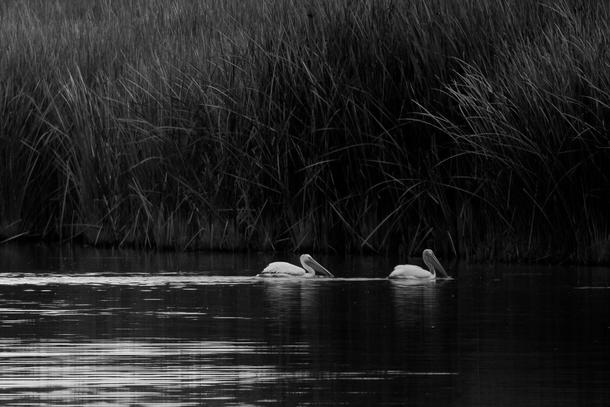 American White Pelicans at dawn, Bosque del Apache National Wildlife Refuge, San Antonio NM, November 1, 2016