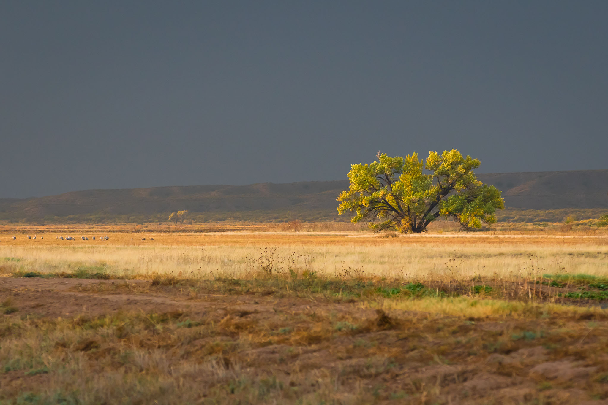 Cottonwood between storms, Bosque del Apache National Wildlife Refuge, San Antonio NM, November 4, 2016