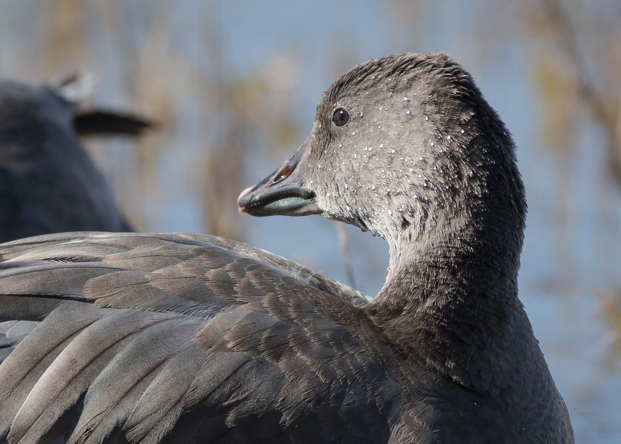 Portrait of a juvenile snow goose, dark morph, Bosque del Apache National Wildlife Refuge, San Antonio NM, November 18, 2016
