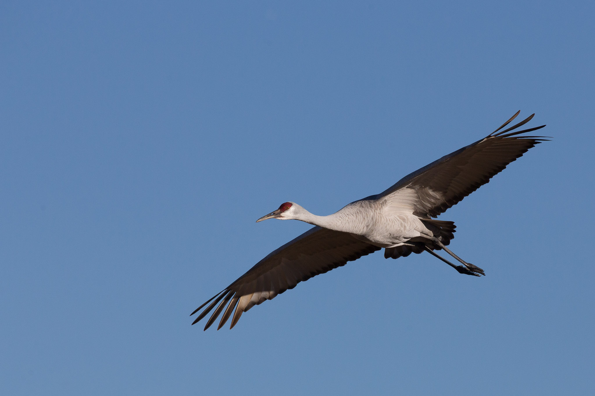 Sandhill Crane gliding toward a corn field landing, Bosque del Apache National Wildlife Refuge, San Antonio NM, November 22, 2016
