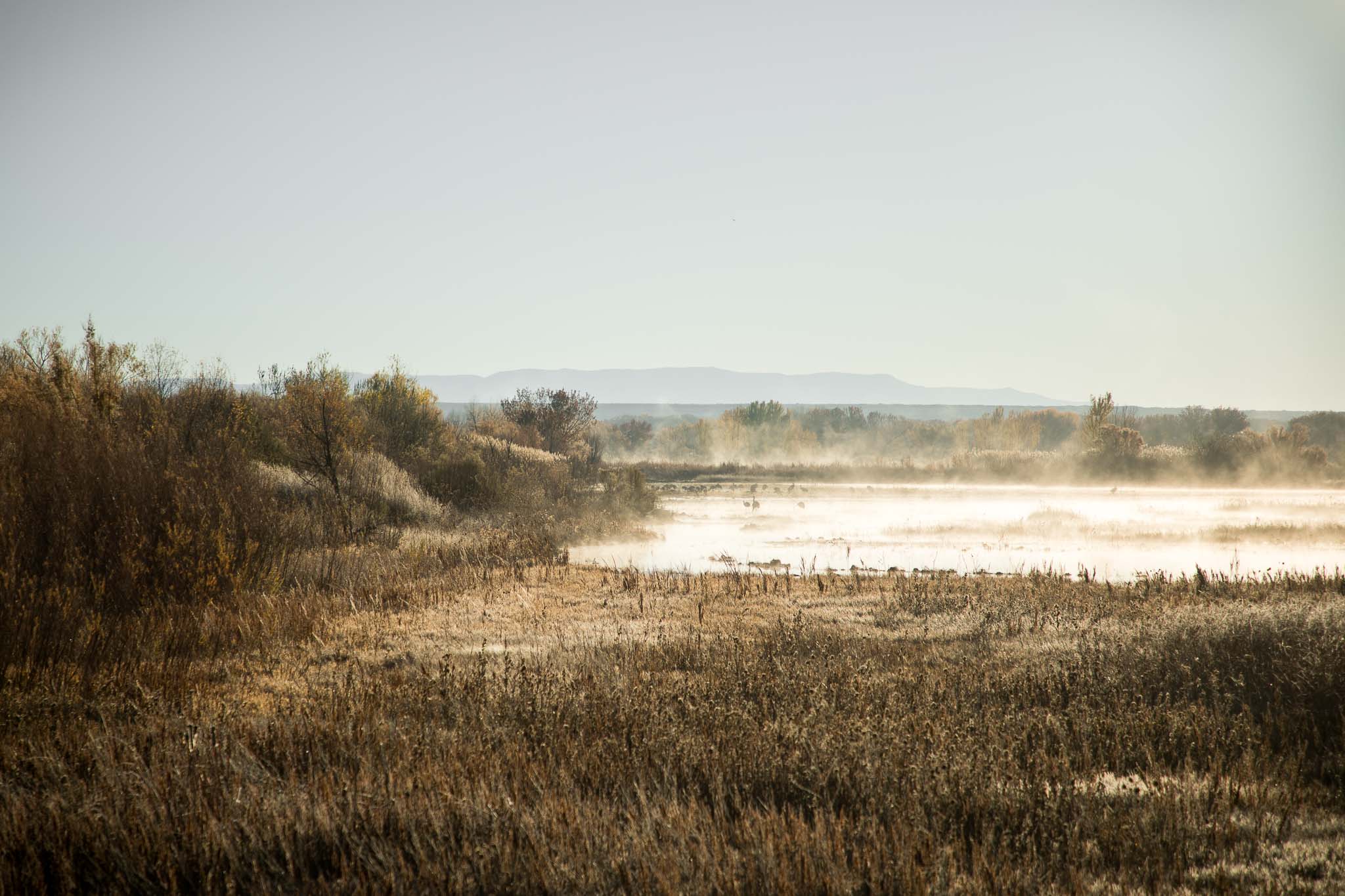 Sandhill Cranes on a frosty morning, Bosque del Apache National Wildlife Refuge, San Antonio NM, November 23, 2016