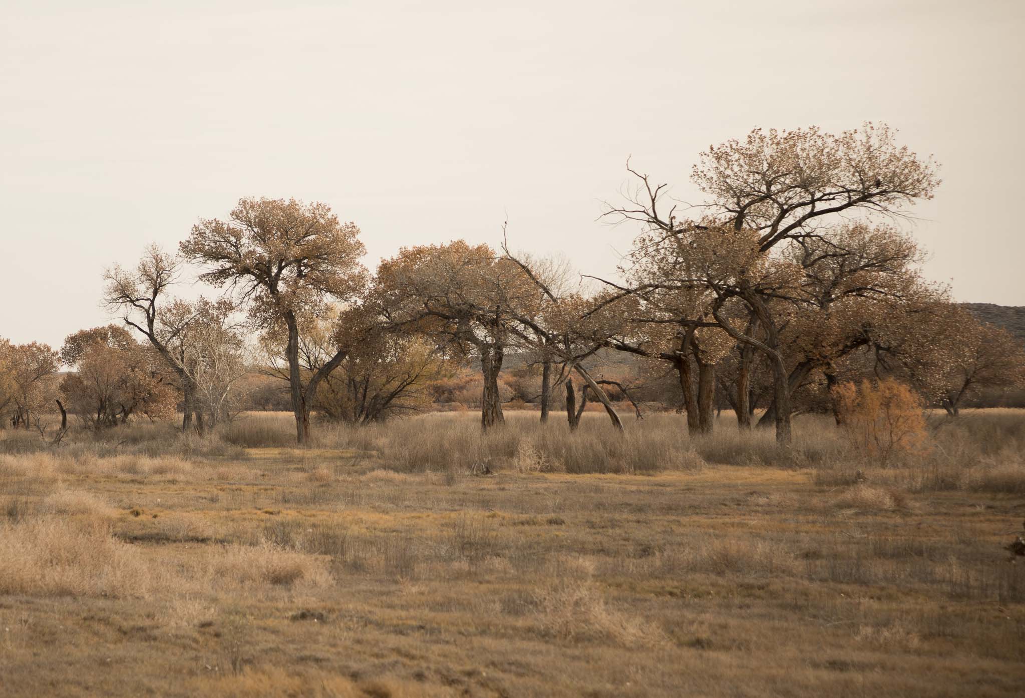 Late fall savanna in sepia tones, Bosque del Apache National Wildlife Refuge, San Antonio NM, November 26, 2016