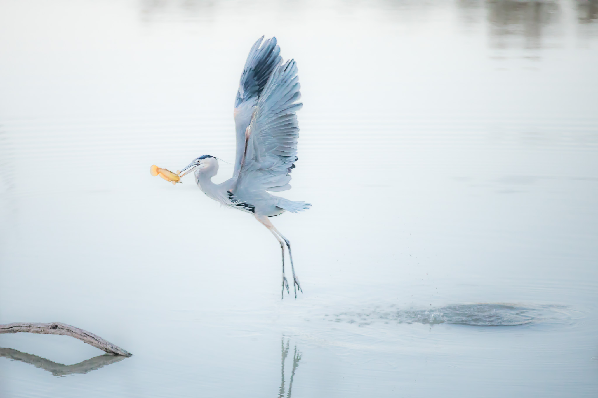 Great Blue Heron flying off with a fish, Bosque del Apache National Wildlife Refuge, San Antonio NM, December 1, 2016