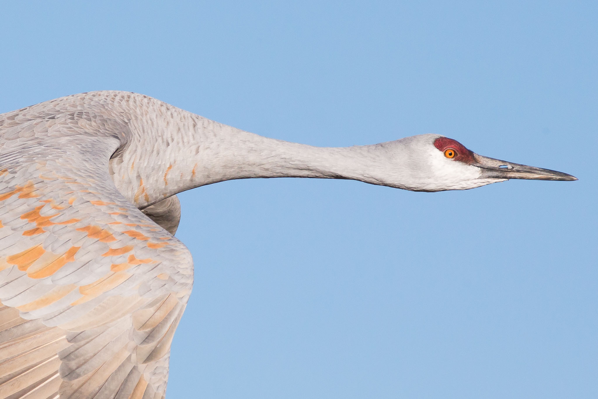 Sandhill Crane flying between Farm Fields, Bosque del Apache National Wildlife Refuge, San Antonio NM, December 4, 2016