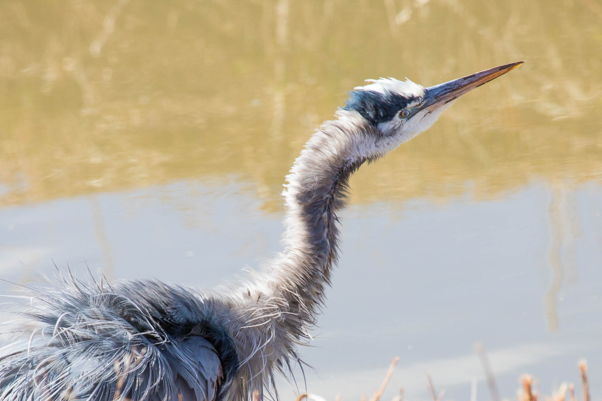 Great Blue Heron doing a body shake, Bosque del Apache National Wildlife Refuge, San Antonio NM, December 5, 2016
