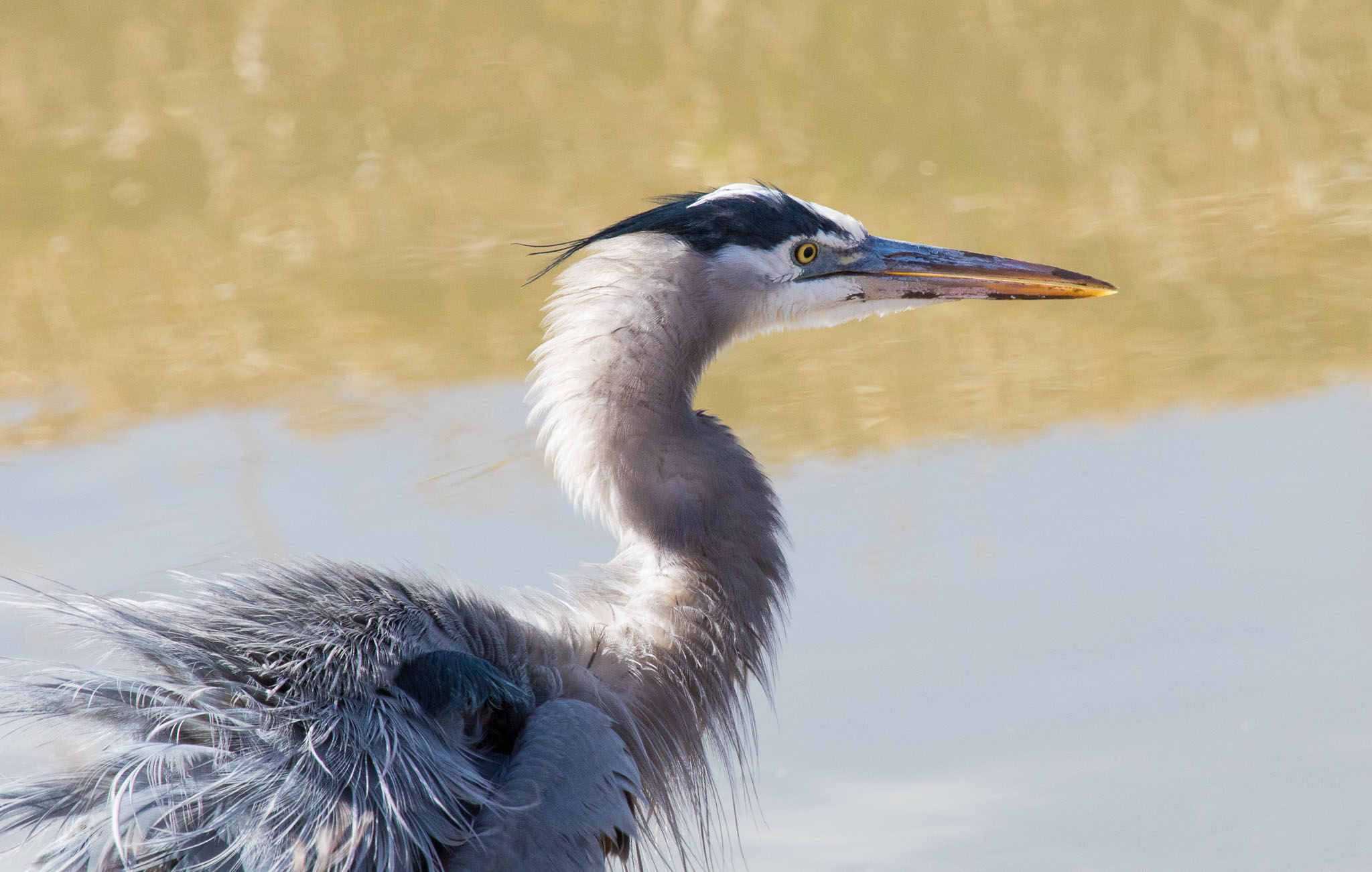 Great Blue Heron fluffing its feathers before doing a body shake, Bosque del Apache National Wildlife Refuge, San Antonio NM, December 5, 2016